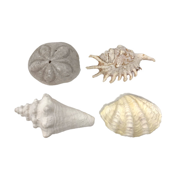 Lot of 4 Seashells Sand Dollar Conch Spiny Murex Clam Natural Beach Coast Decor - Picture 1 of 14
